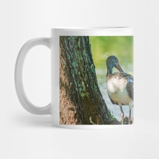 American white ibis of Gatorland Mug